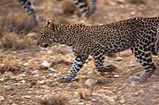 Leopard cub Samburu Kenya